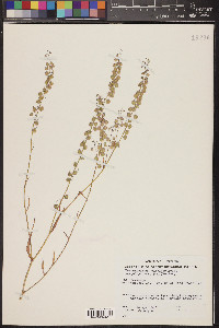 Thysanocarpus curvipes image