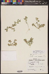 Acmispon brachycarpus image