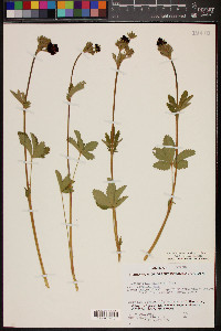 Potentilla thurberi image