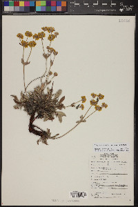 Eriogonum arcuatum image