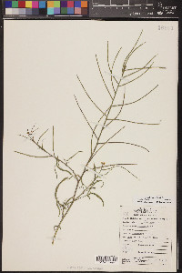 Sisymbrium orientale image