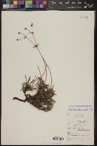 Eriogonum arcuatum var. arcuatum image