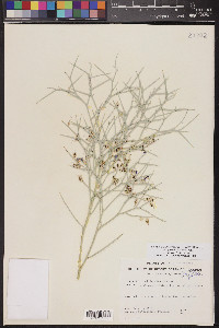 Psorothamnus spinosus image