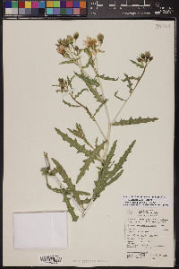 Mentzelia longiloba var. yavapaiensis image