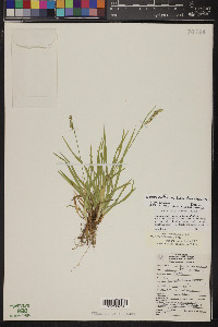 Carex arizonica image