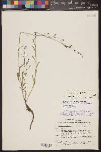 Pennellia longifolia image