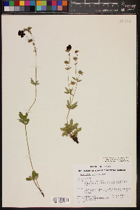 Potentilla thurberi image