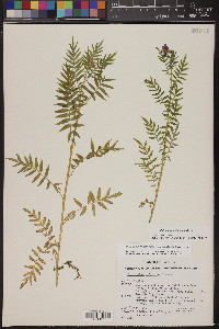 Polemonium foliosissimum image