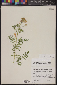 Polemonium foliosissimum image