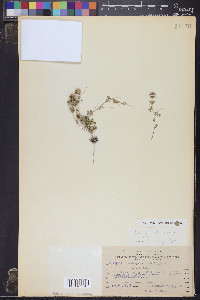Medicago laciniata image