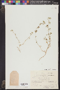 Medicago laciniata image
