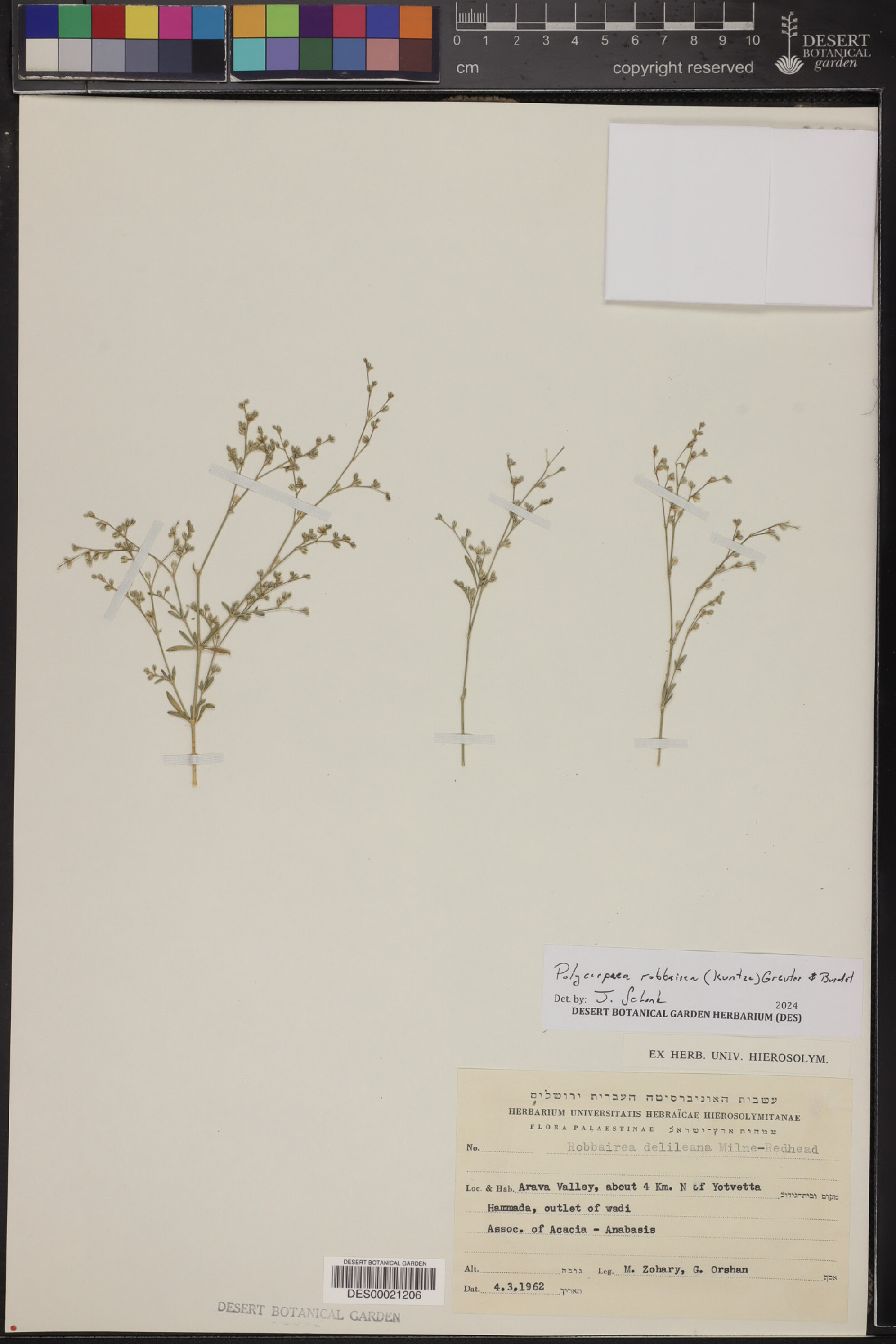 Polycarpaea robbairea image