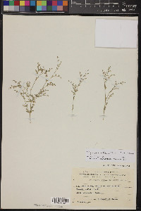 Media resource of Polycarpaea robbairea