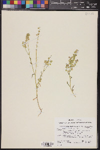 Thysanocarpus curvipes image