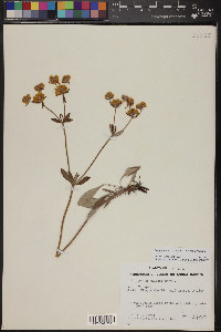 Eriogonum jamesii image