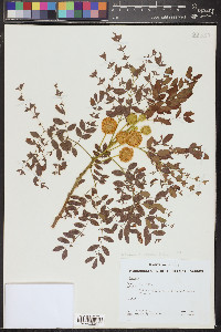 Leucaena retusa image