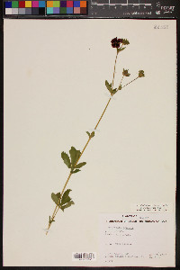 Potentilla thurberi image