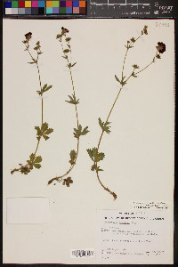 Potentilla thurberi image