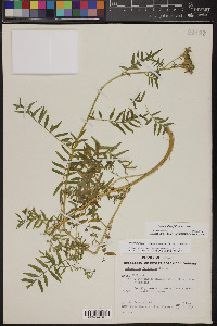 Polemonium foliosissimum image