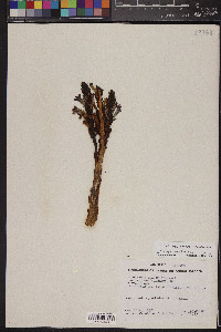 Orobanche cooperi image