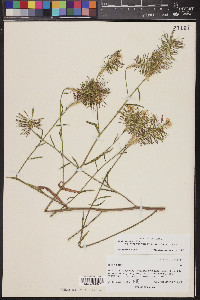 Thelypodium integrifolium image