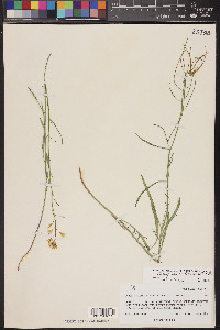 Sisymbrium linifolium image