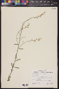 Pennellia micrantha image