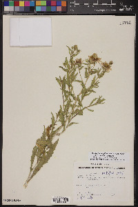 Mentzelia longiloba var. yavapaiensis image