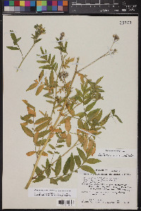 Polemonium foliosissimum image