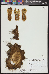 Pachycereus pringlei image