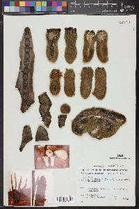 Pachycereus pringlei image