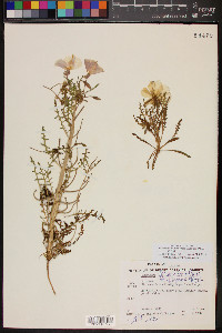 Oenothera californica image