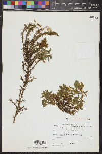 Ononis natrix image
