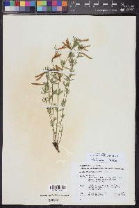 Acmispon utahensis image