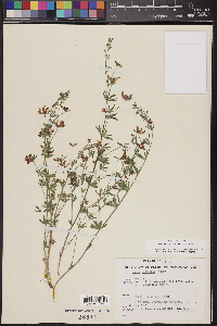 Acmispon utahensis image