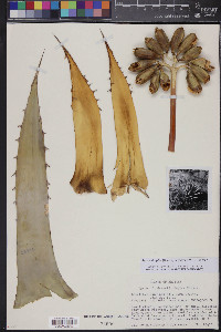 Agave simplex image