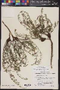 Acmispon utahensis image