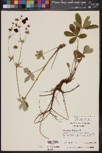 Potentilla thurberi image