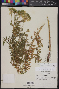 Polemonium foliosissimum image