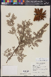 Prosopis pubescens image