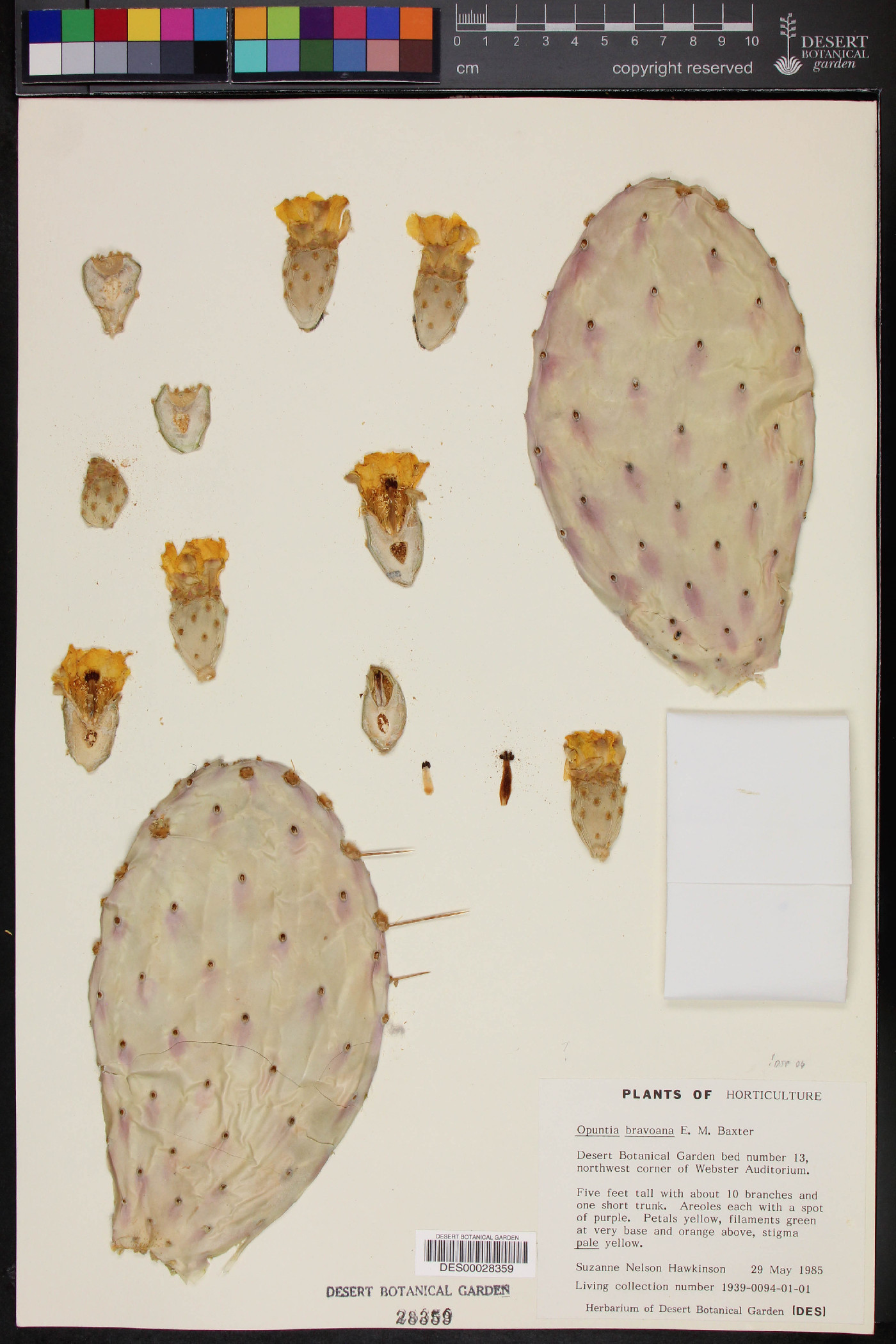 Opuntia bravoana image