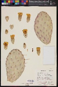 Opuntia bravoana image