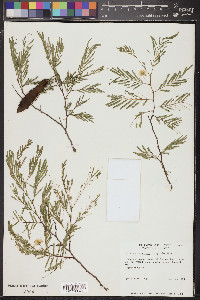 Lysiloma divaricatum image