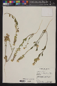 Dithyrea californica image