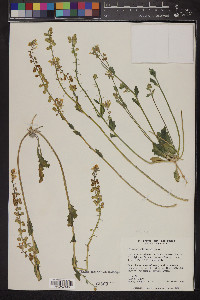 Dithyrea californica image