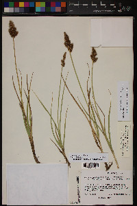 Carex agrostoides image