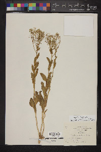 Lepidium draba image