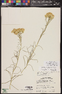 Ericameria nauseosa var. hololeuca image