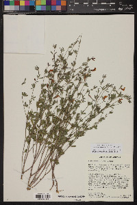 Acmispon wrightii image