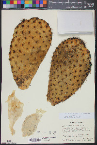 Opuntia durangensis image